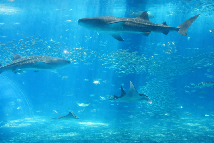 Oceanic Aquarium