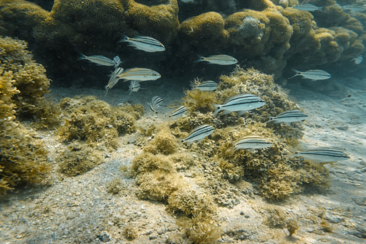 Peixes nas piscinas naturais